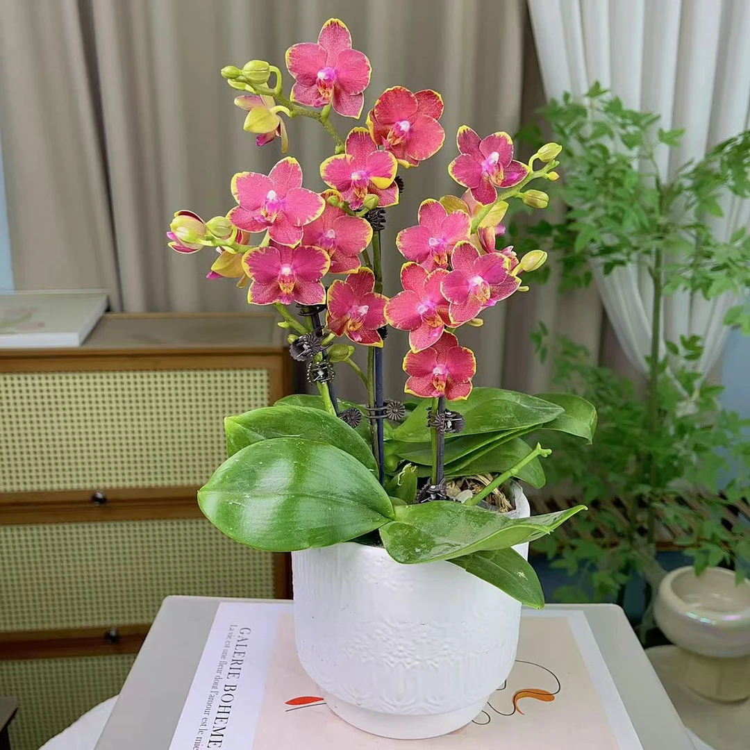 蝴蝶兰【红柿子】3支花剑 室内花花 懒人好养 广州基地直发