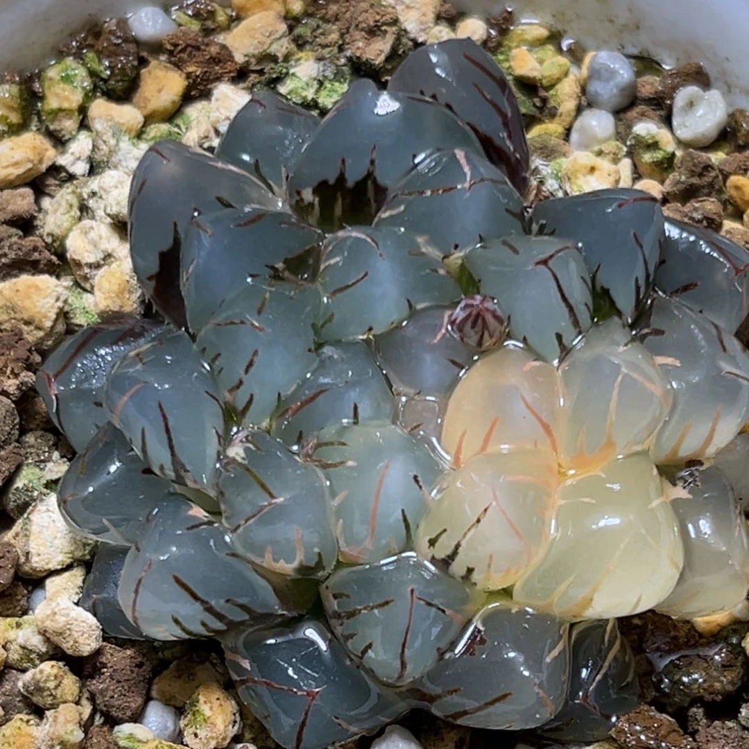 恭喜发财大吉大利0423
