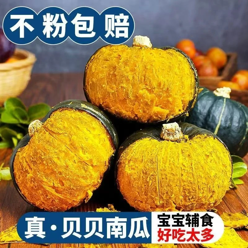 【食欢】正品贝贝南瓜板栗味小南瓜粉糯宝宝辅食整箱正宗新鲜小果