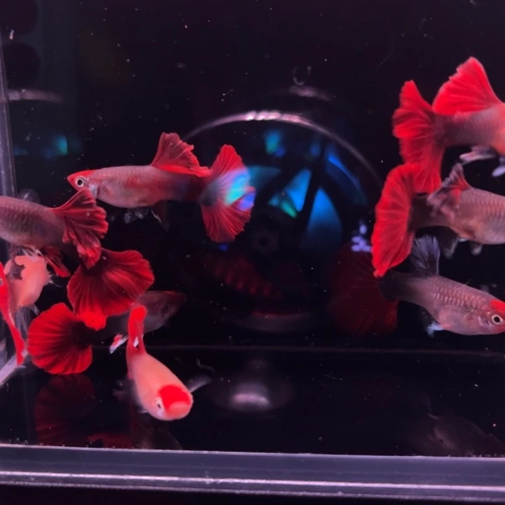 海水鱼红头折扇4对