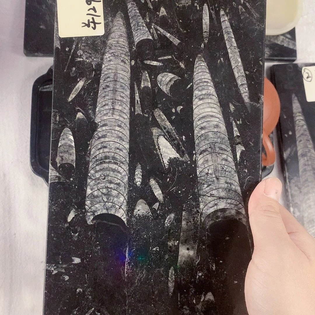 藏***子化石茶盘干泡台摆件