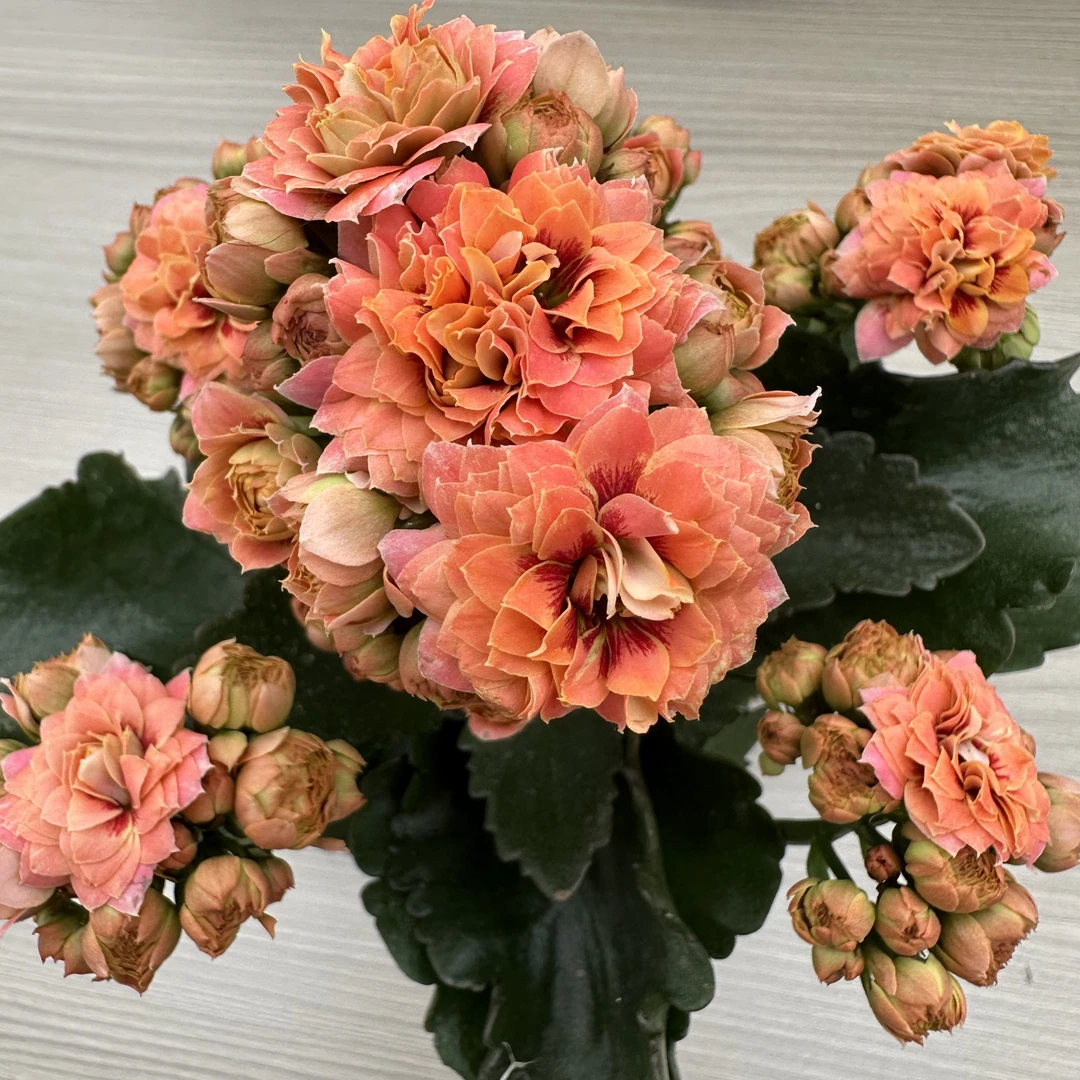 【玄女】长寿花重瓣大花新品观赏盆栽花期长基地直发