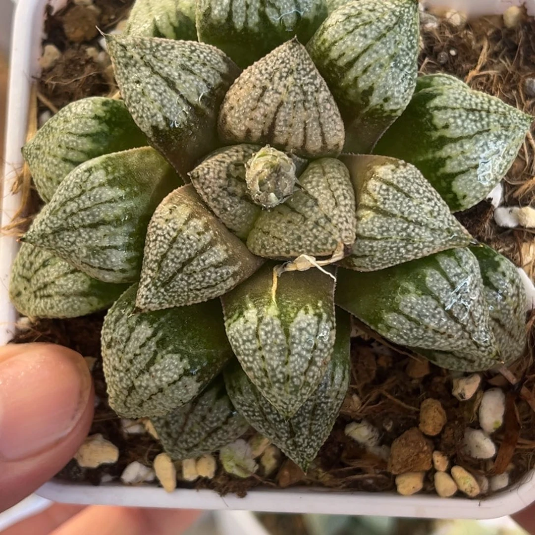 429田小町发发发发发发