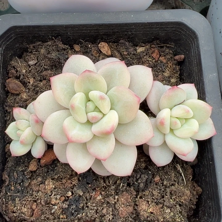 白马香水锦一物一拍