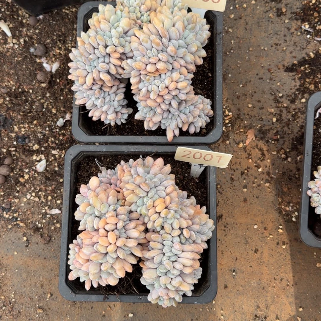 ****乔3058。 2001。   粉兔缀两颗