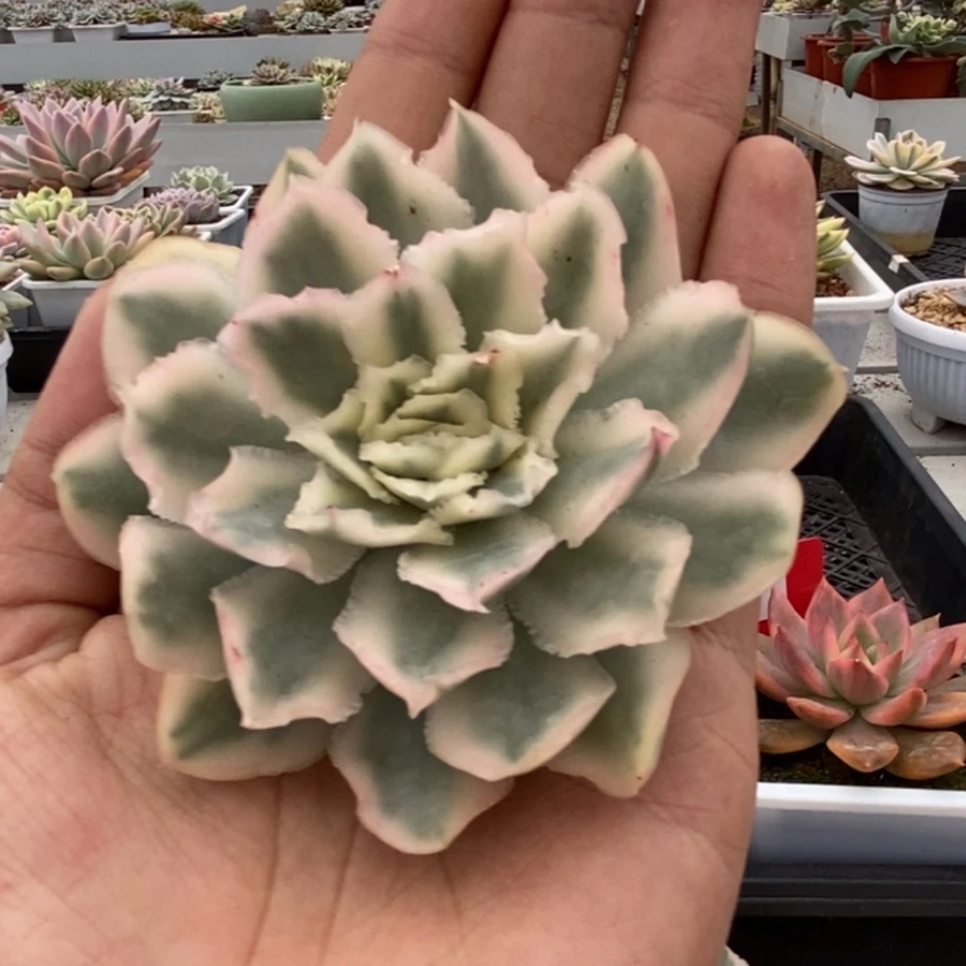 ****宁紫蝴蝶锦多肉植物脱土