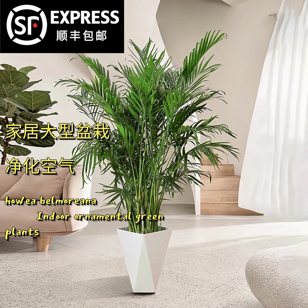 富贵椰子绿植净化空气室内绿色美观盆栽