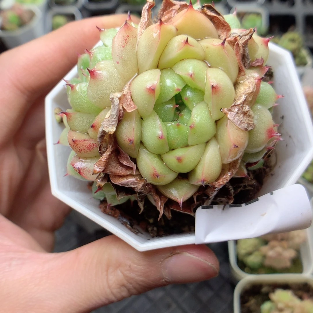 无花朵E123y y y y y y t t t t t t