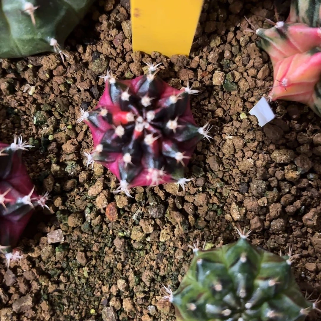 279-1111泰国发货多肉