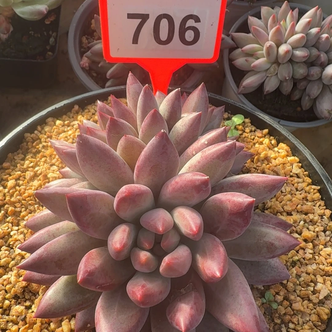 多肉植物虞美人706