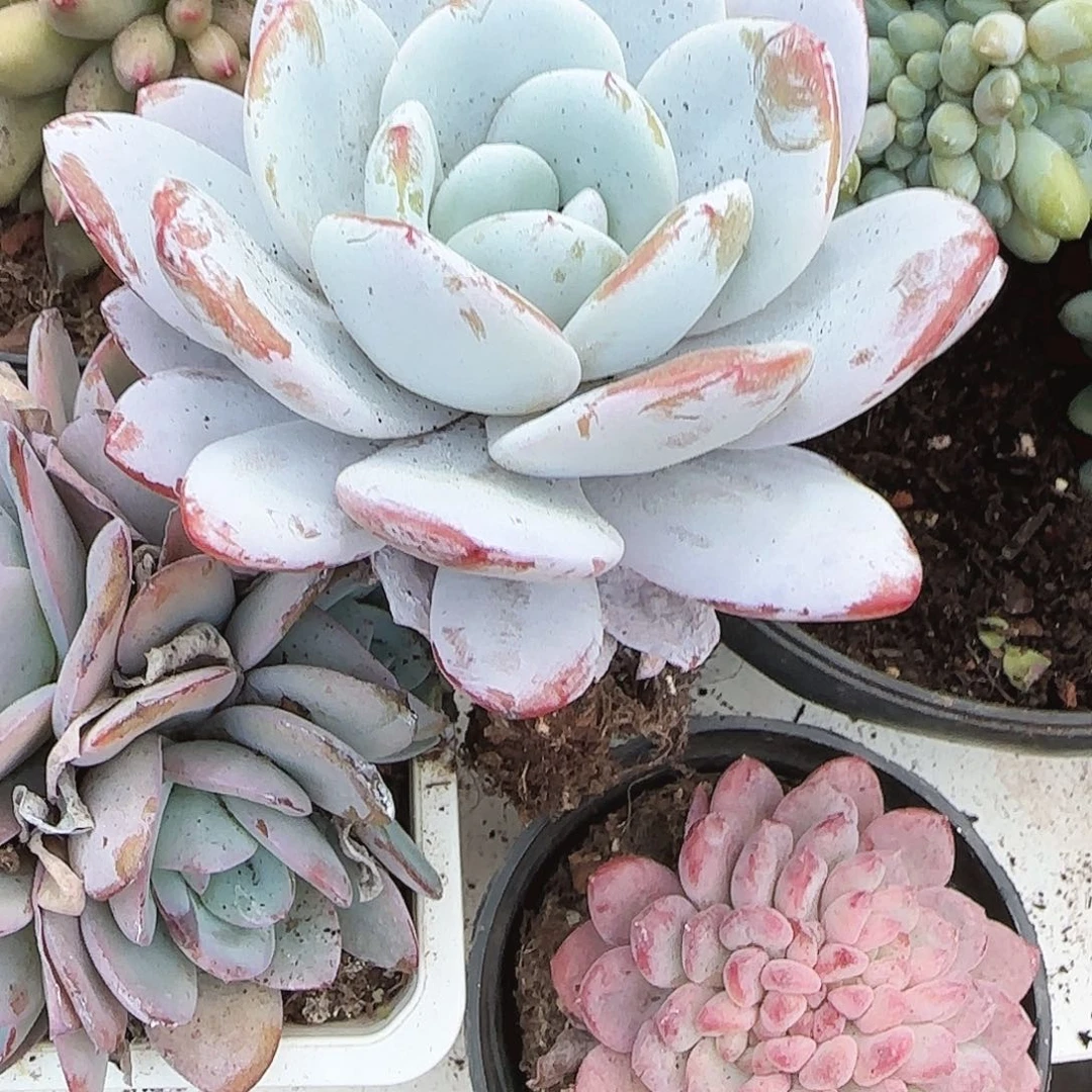 白***泽你是我老婆最喜欢