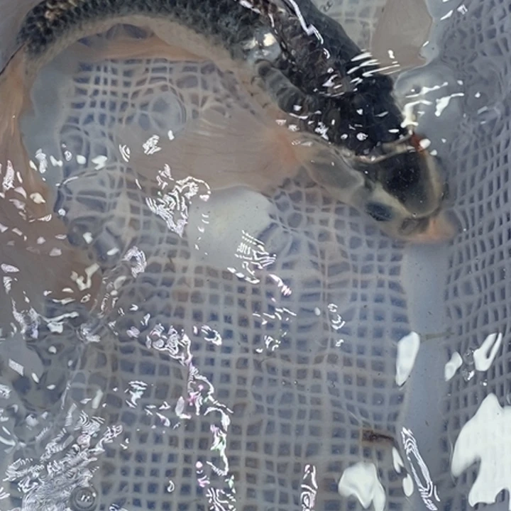 锦鲤冷水锦鲤（无开箱视频不售后）