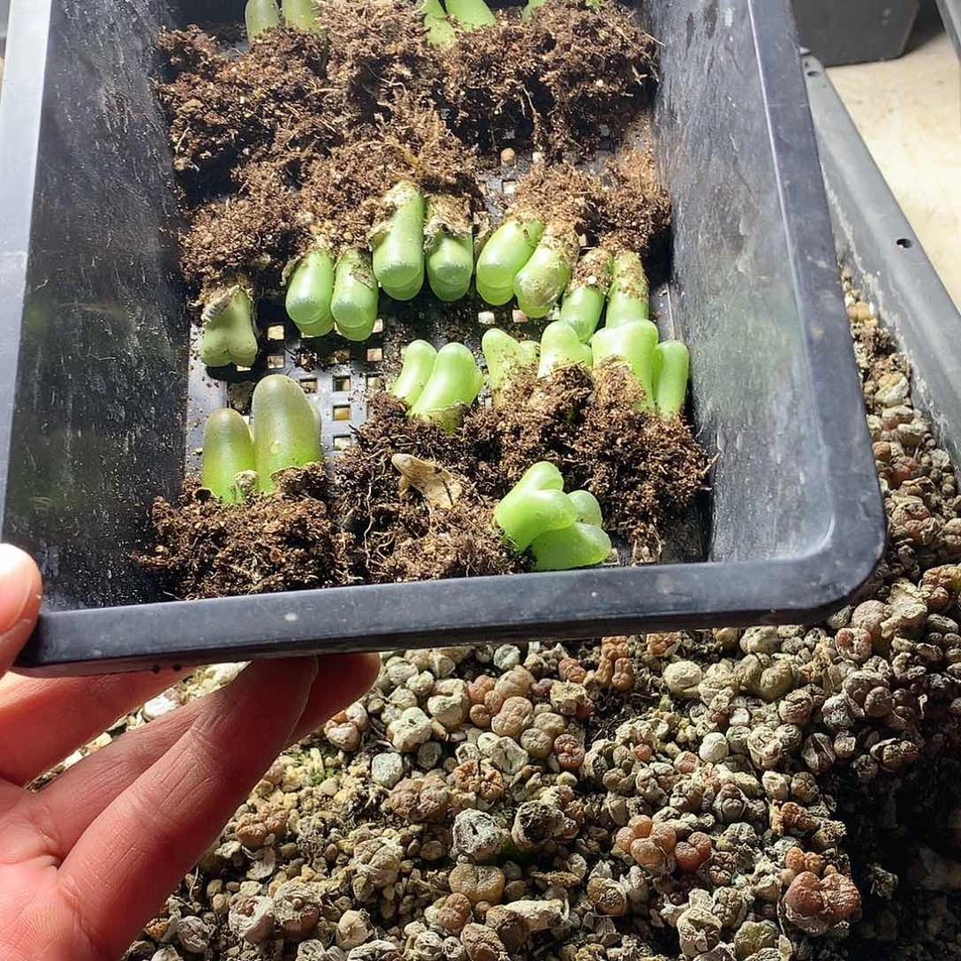 关***柿w 113多肉植物保护研究所