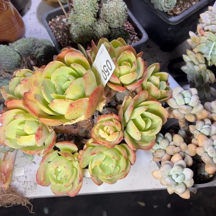 ℳ****050云欣多肉植物碧桃