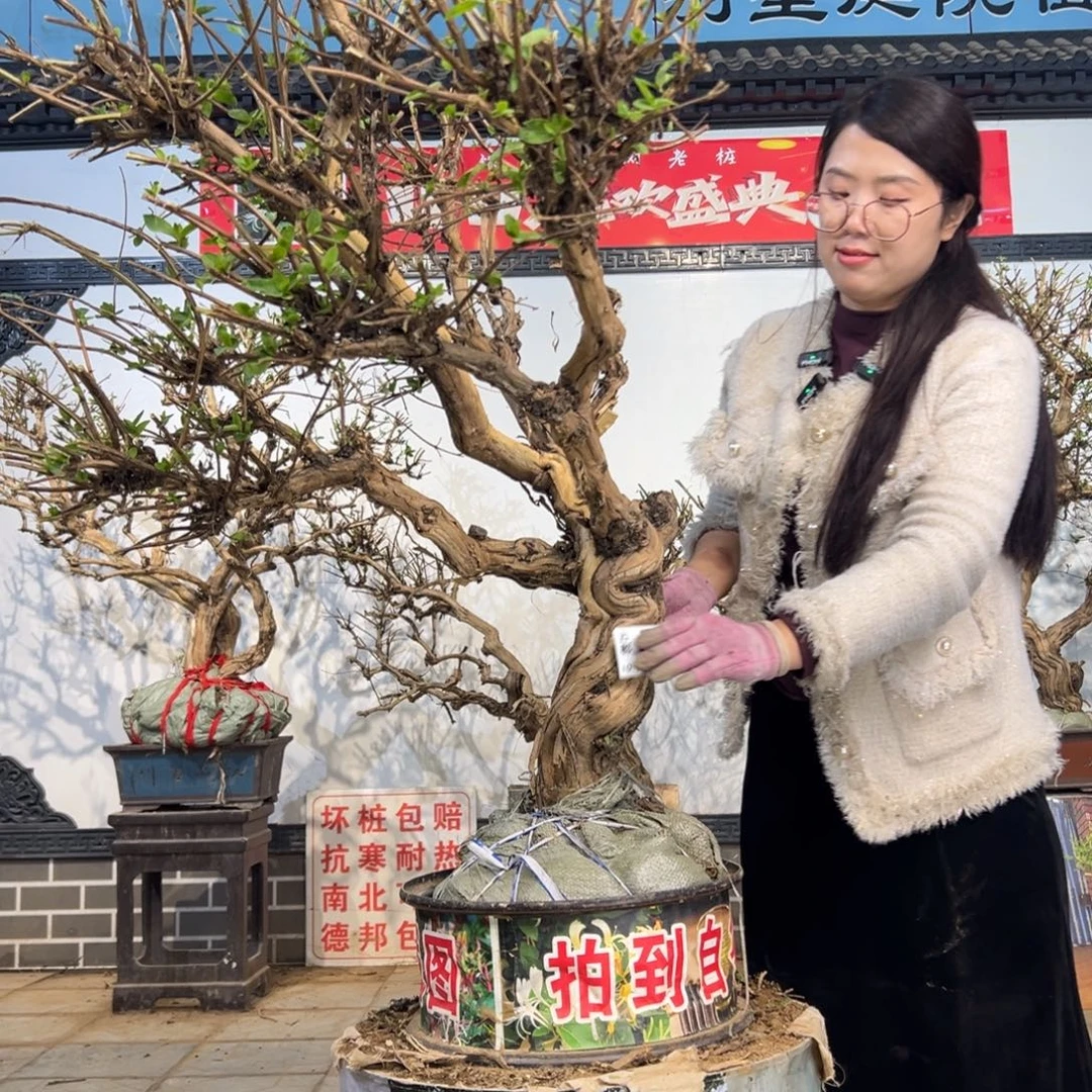 @***静无花朵金银花88888
