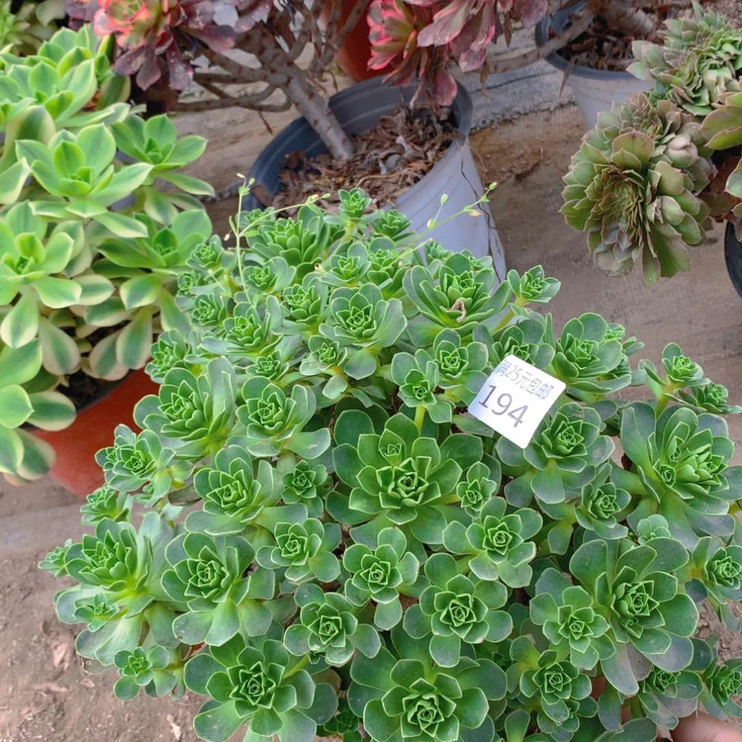 194树玫瑰多肉植物的