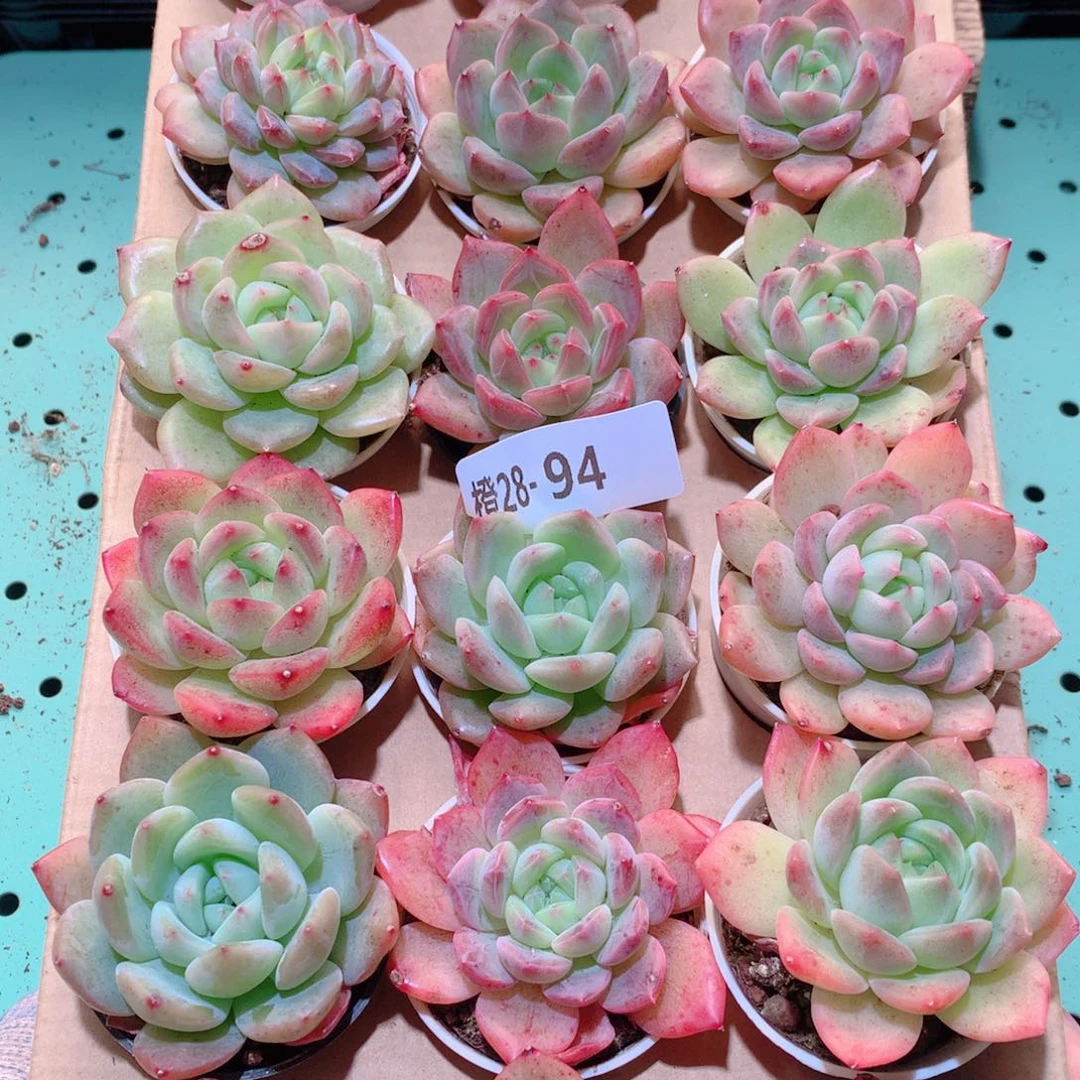 28-94一物一拍多肉带盆18颗