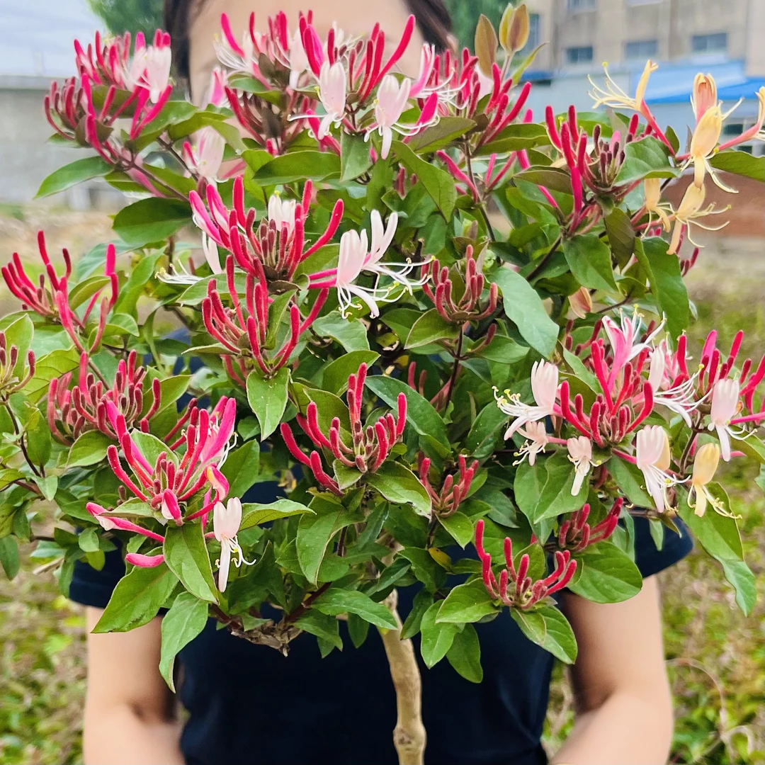 [抢！买一送一]四季多彩红金银花泡茶食用盆栽地栽南北方耐热抗寒