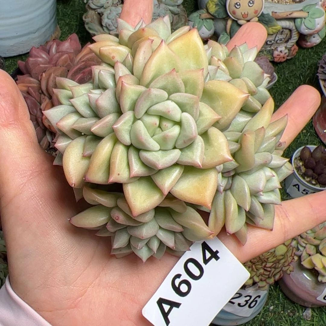 604 满38元包邮一物一拍