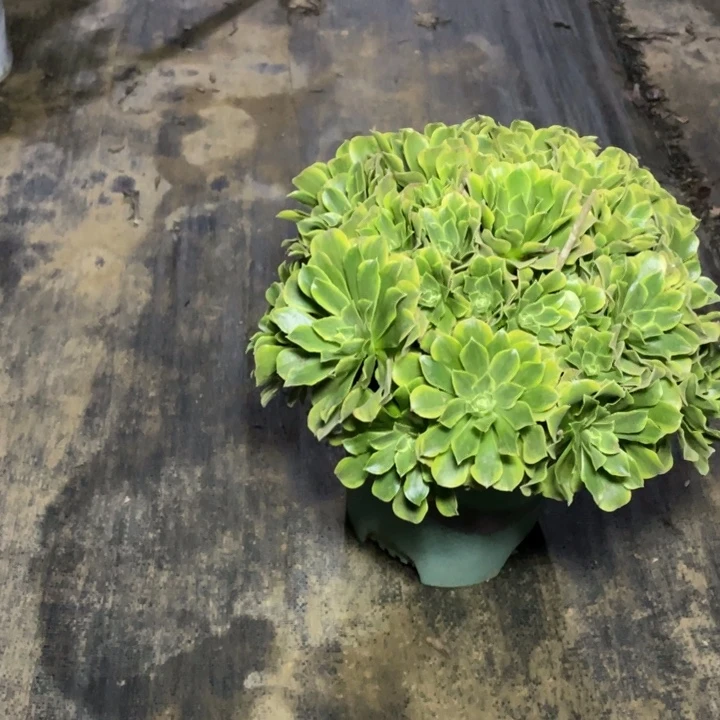 17多肉植物多肉多肉多肉多肉