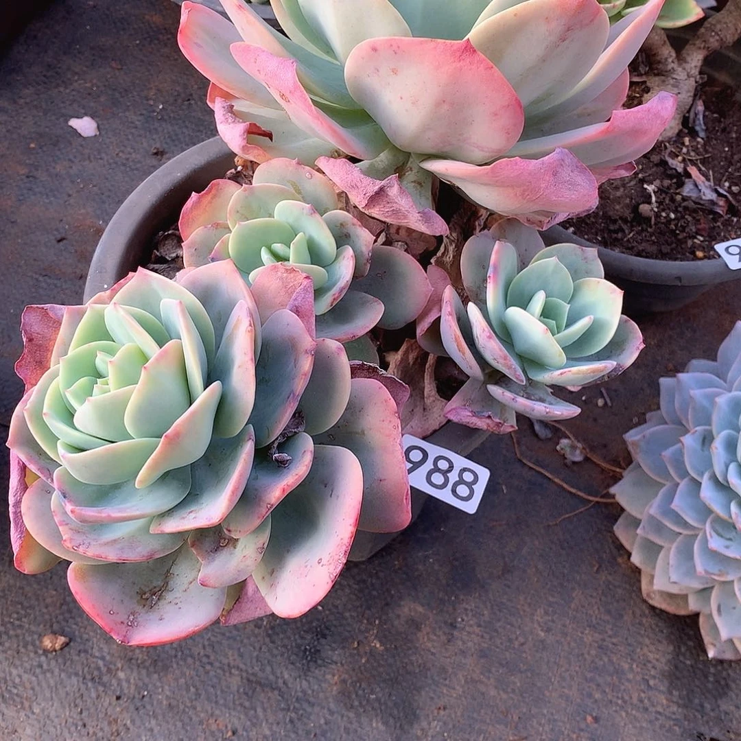 988凤 一物一拍多肉