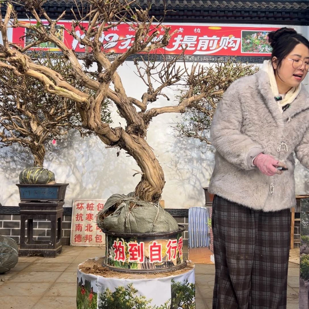 无花朵金银花888888