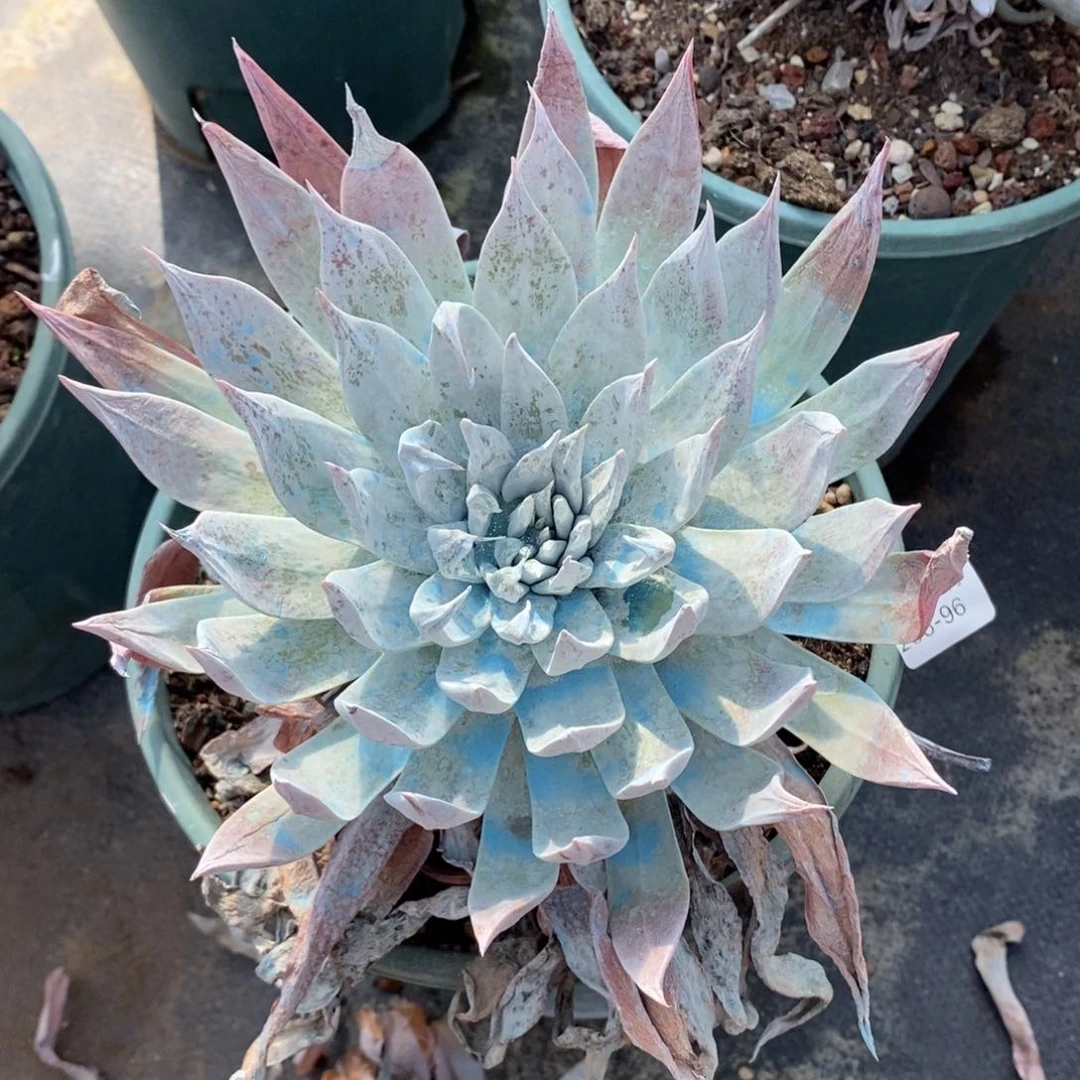 96号莫然伊粗腿子