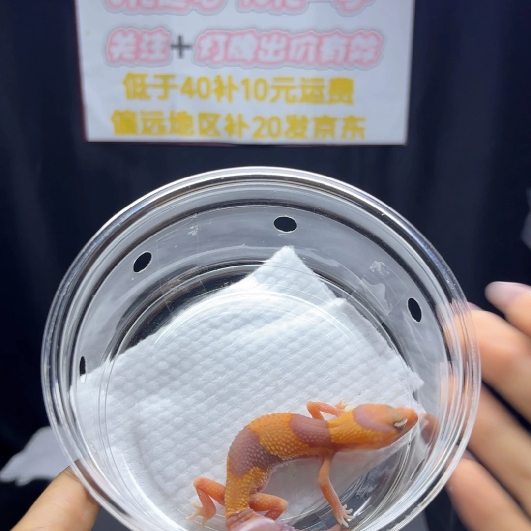 肥尾守宫 橘白，， ，