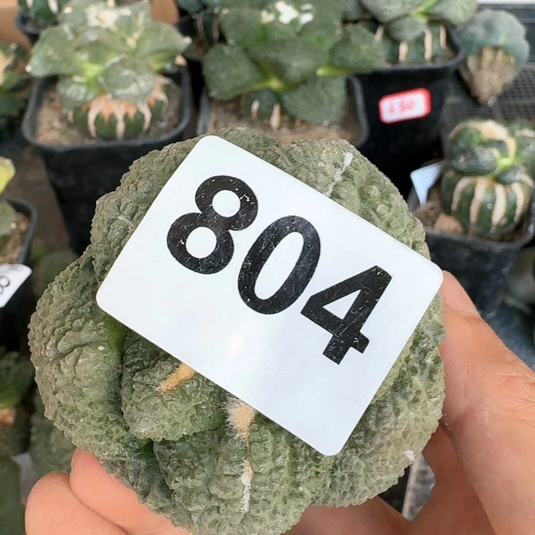 【闪购商品】无花朵长*大尤哥连804