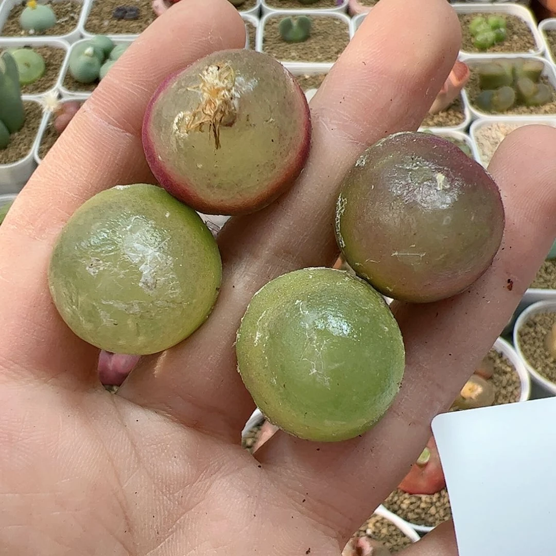 【闪购商品】10 秒