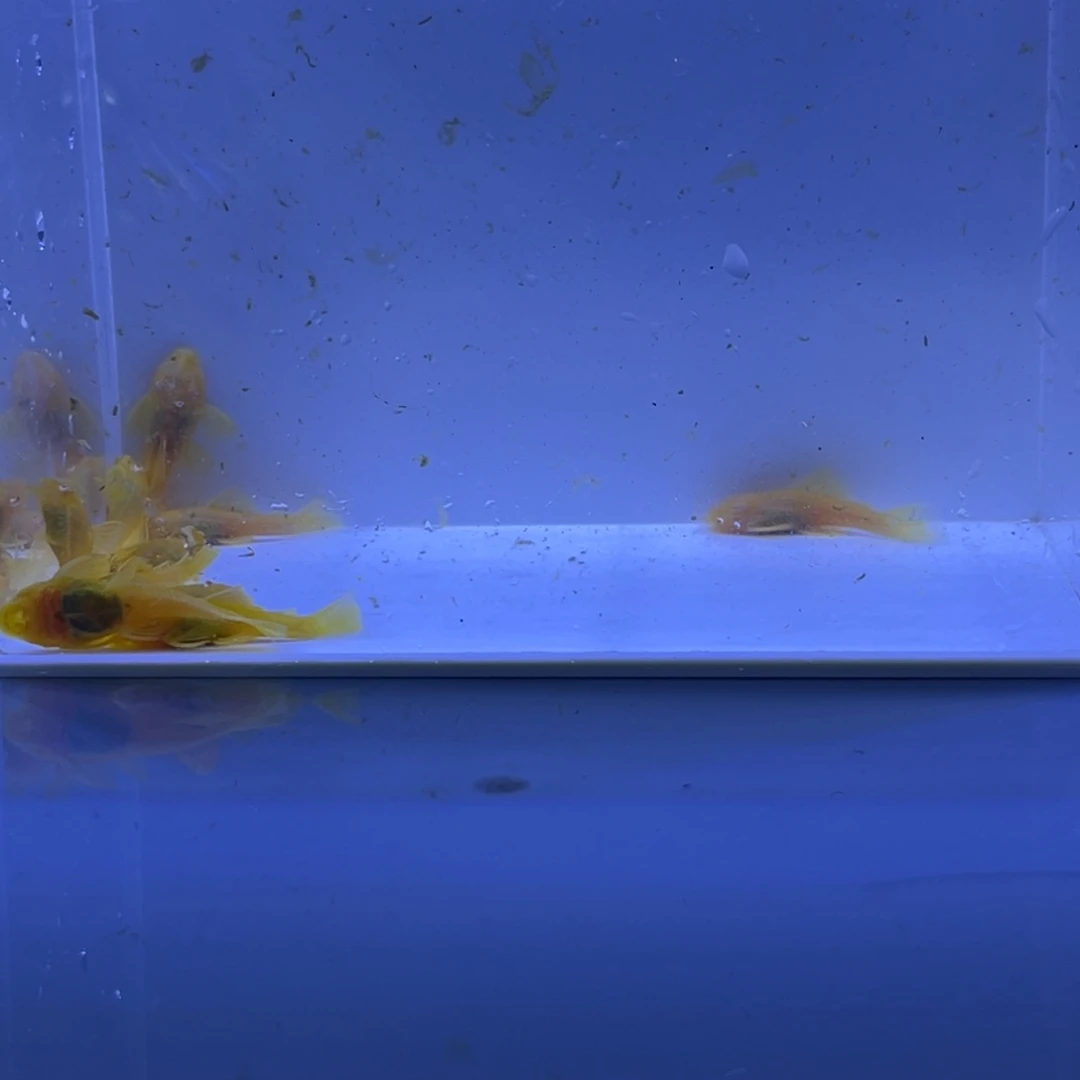 孔雀鱼胡子8帆2开箱视频报损