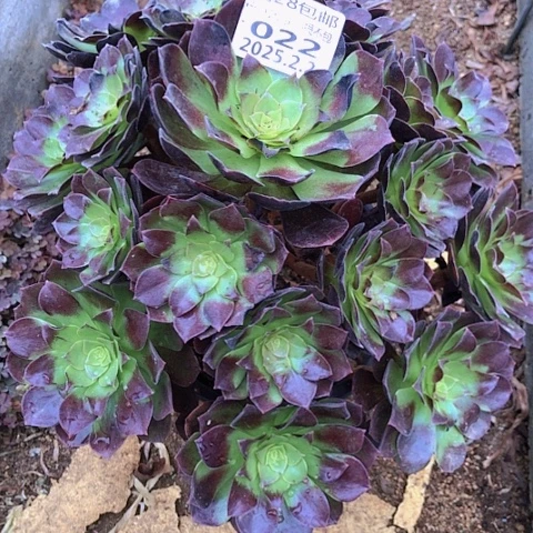 柳**明2.2-22赤焰连多肉植物