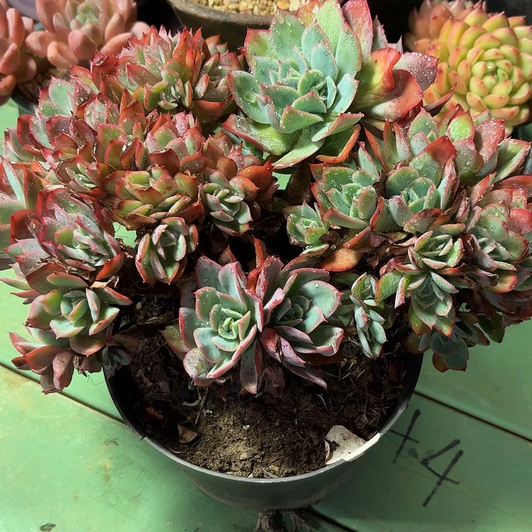 多肉植物啦啦啦啦啦啦