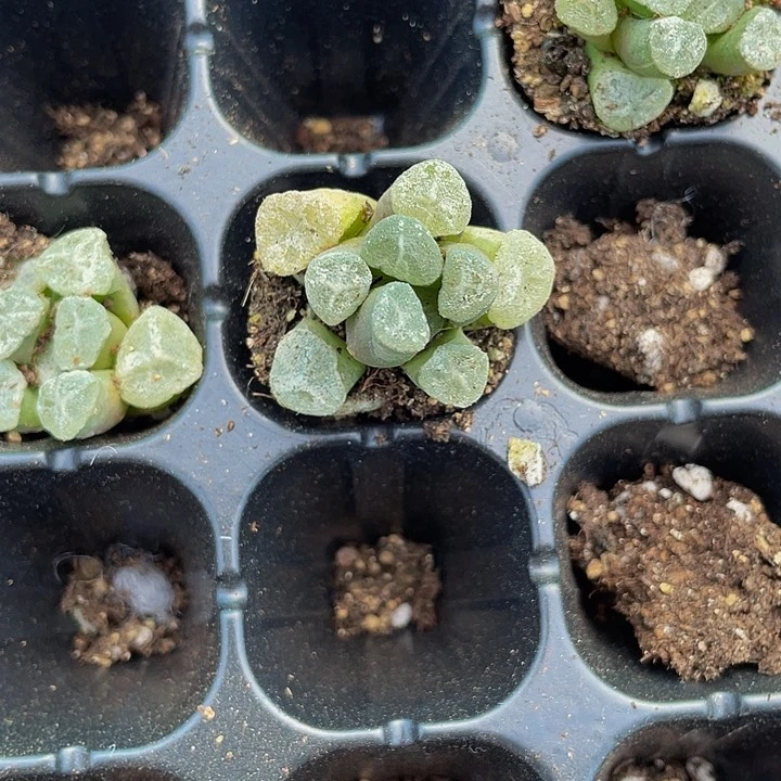 小万象5.8带土发