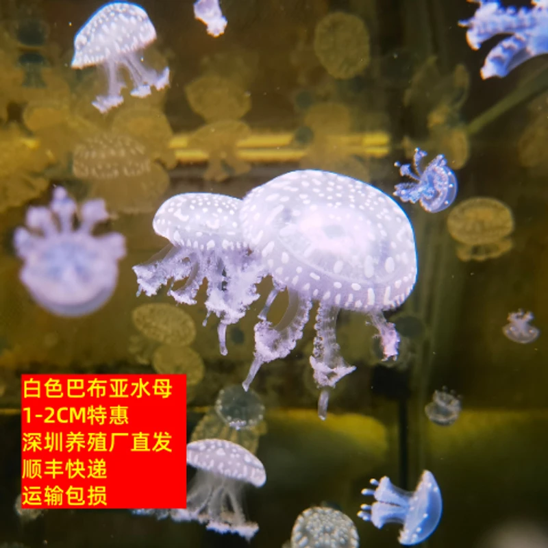 白色巴布亚水母100只1-2特惠活的小型观赏鱼海水小宠物活幼体好养