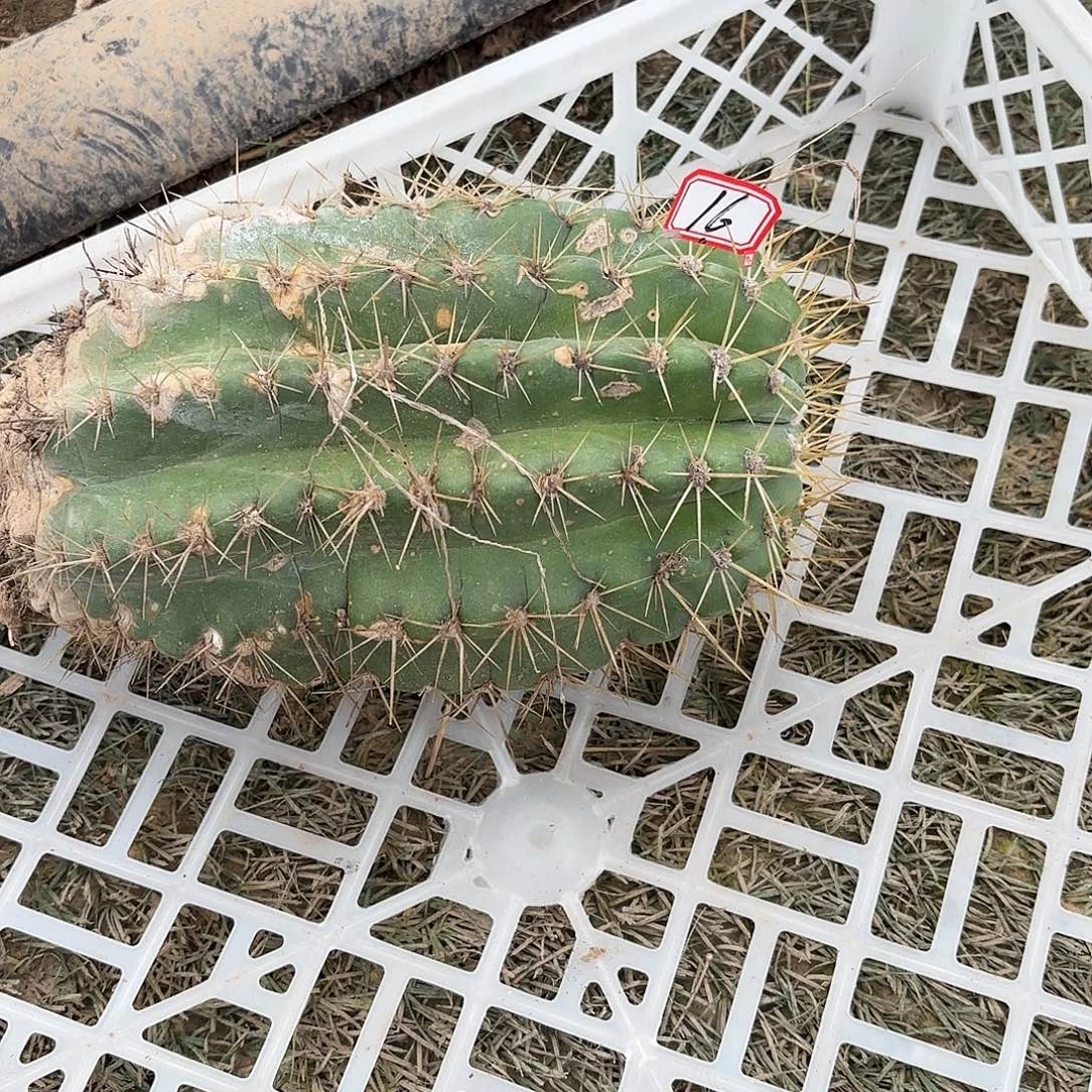16号毛花柱大瑕疵00000