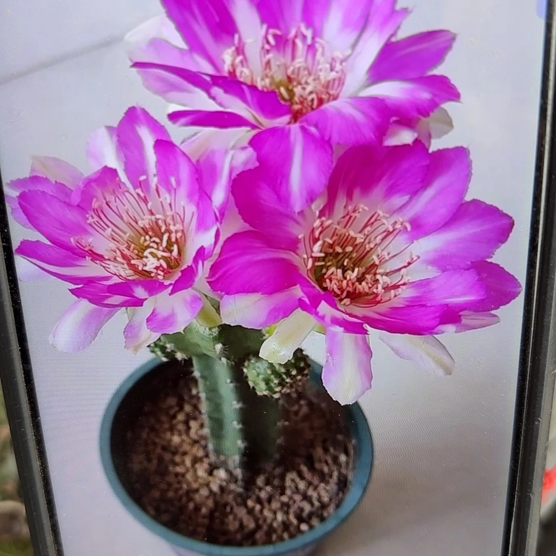 红拂女丽花侧牙20包邮仙人球1