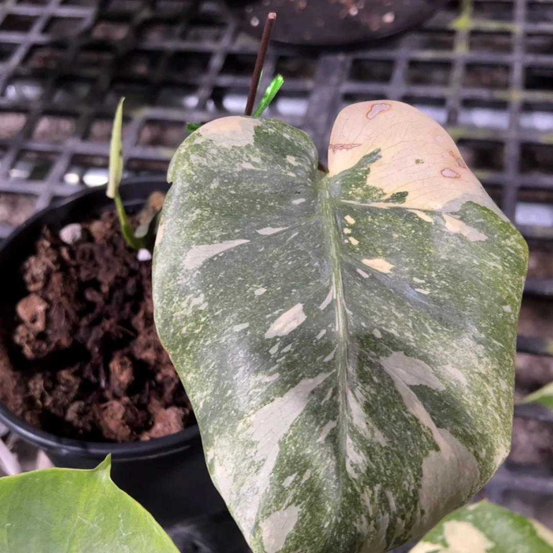 完全开放遗迹一叶一芽