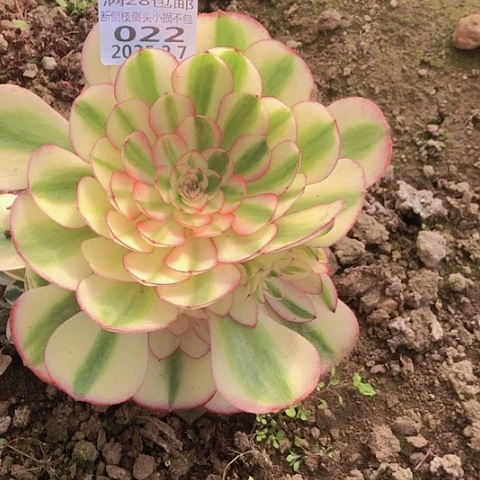 用****92.7-22荔枝多肉植物