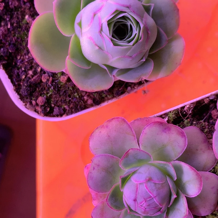 【闪购商品】执*念组合362