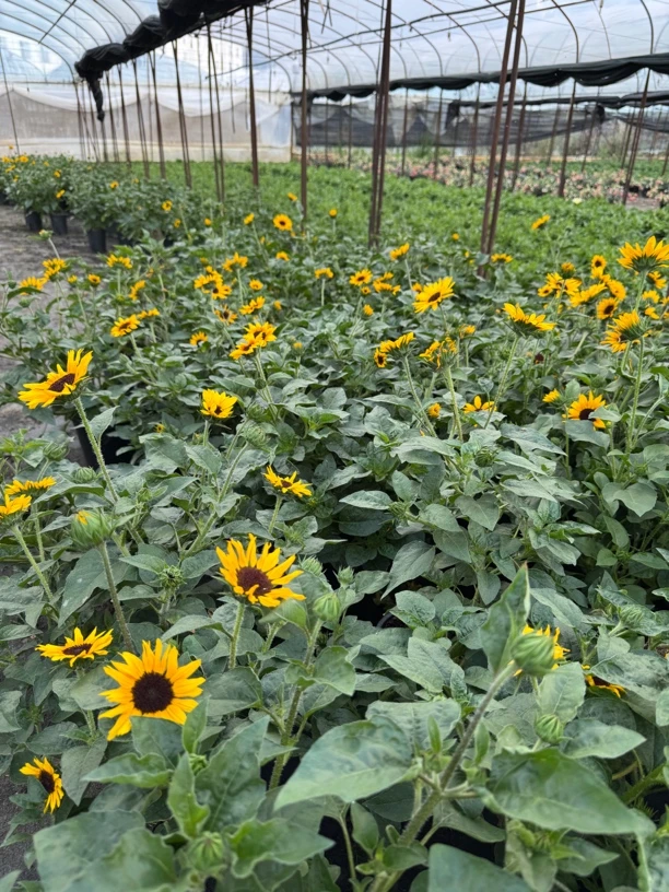 【基地直销】光辉岁月向日葵 花期长 不能脱水星花怒放