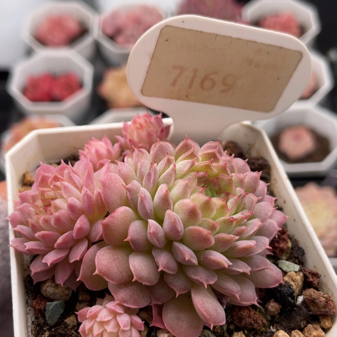 夕云7169-6.0厘米