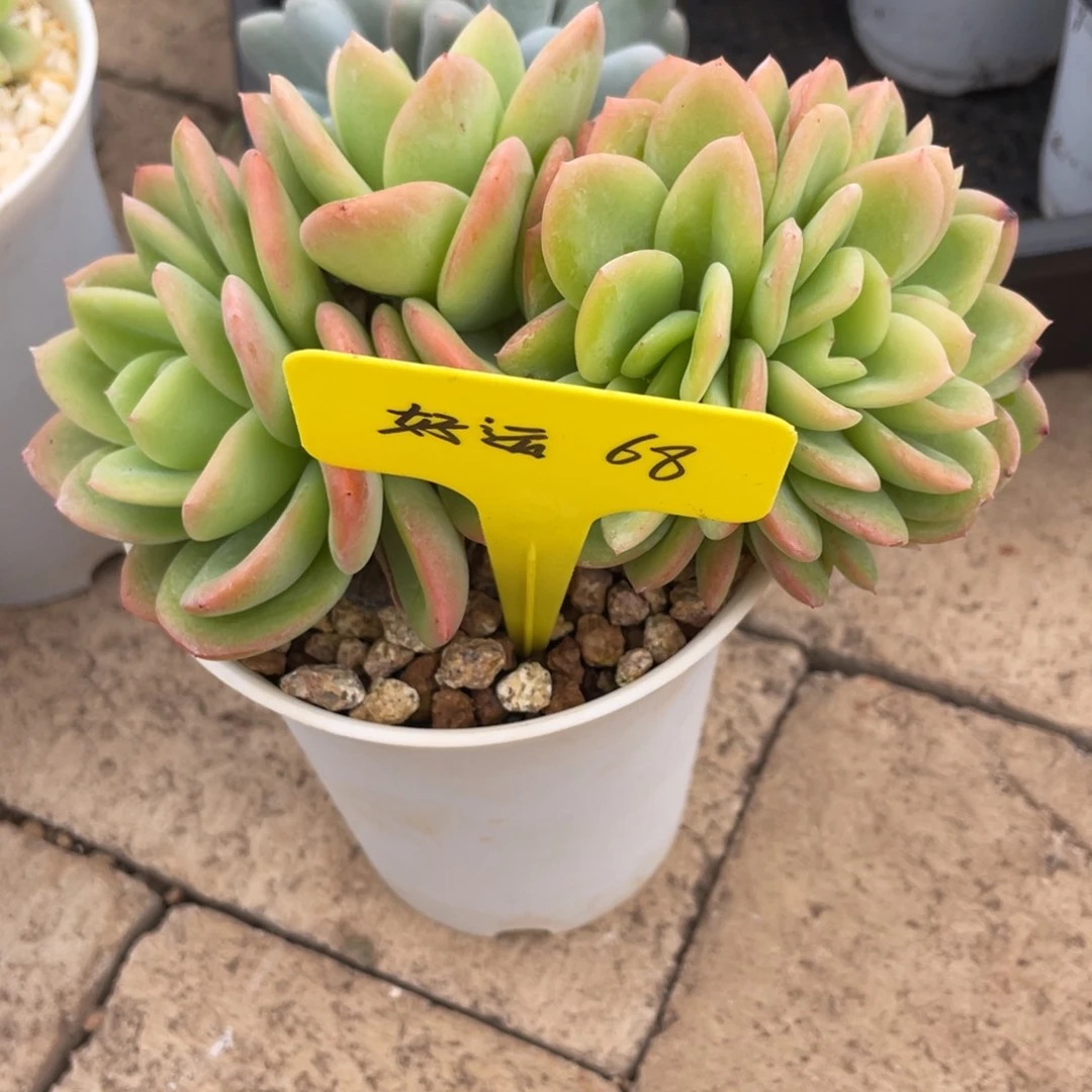 好***满好运68。