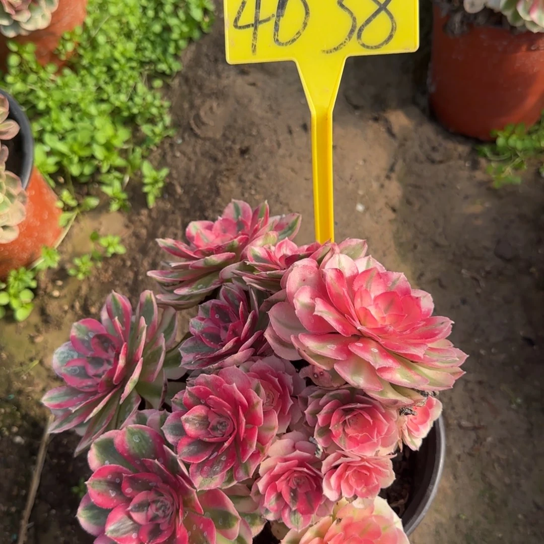 4038---倾城多头多肉