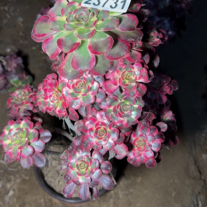 23731丽娜杆歪多肉植物