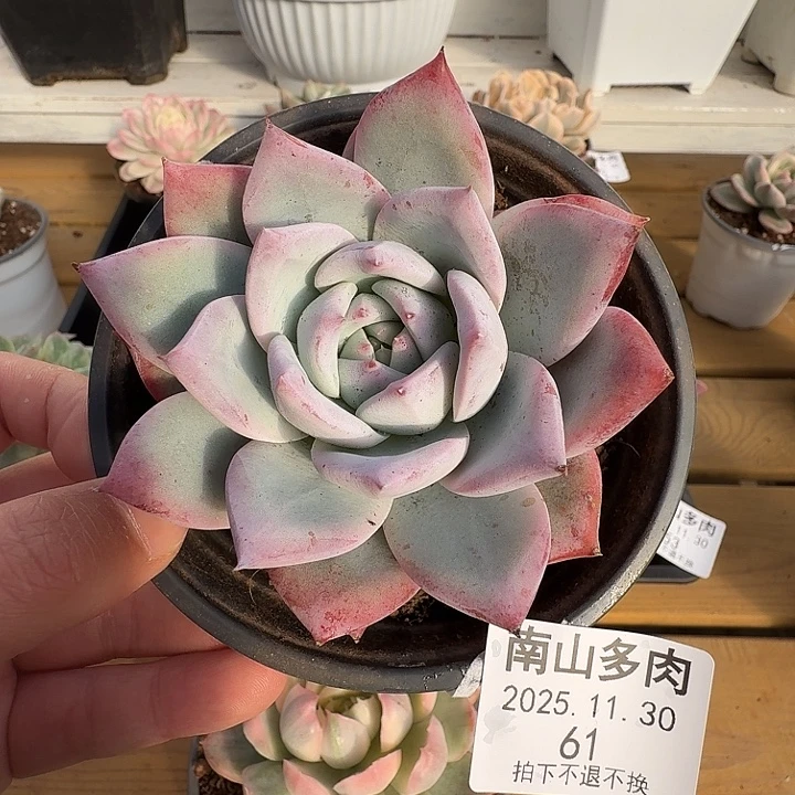 紫卡11111111130-61