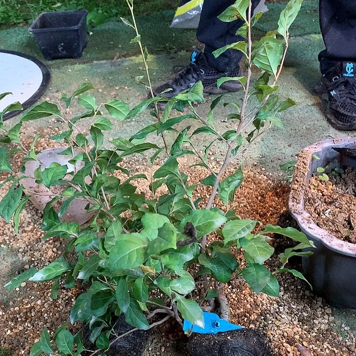 无花朵红光母本129