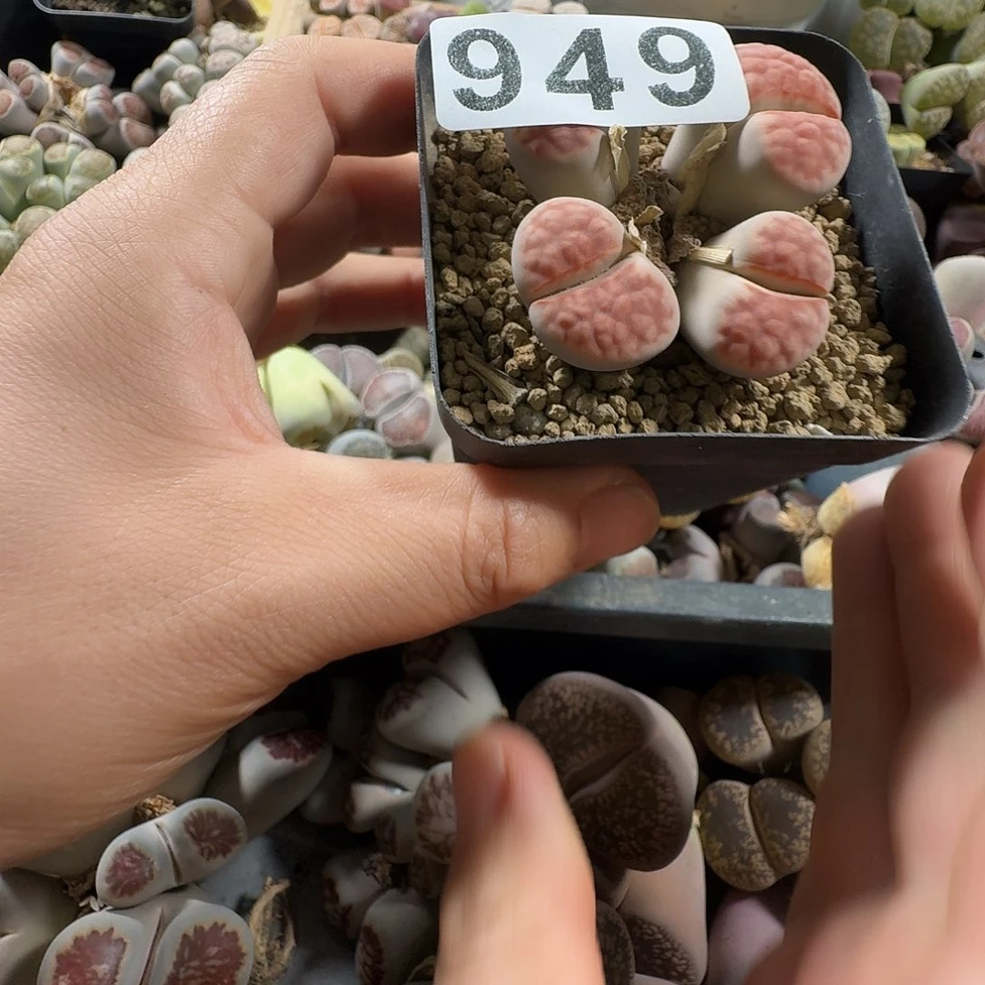 生石花一物一拍949