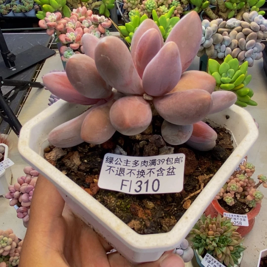310糖果美人多肉7c m