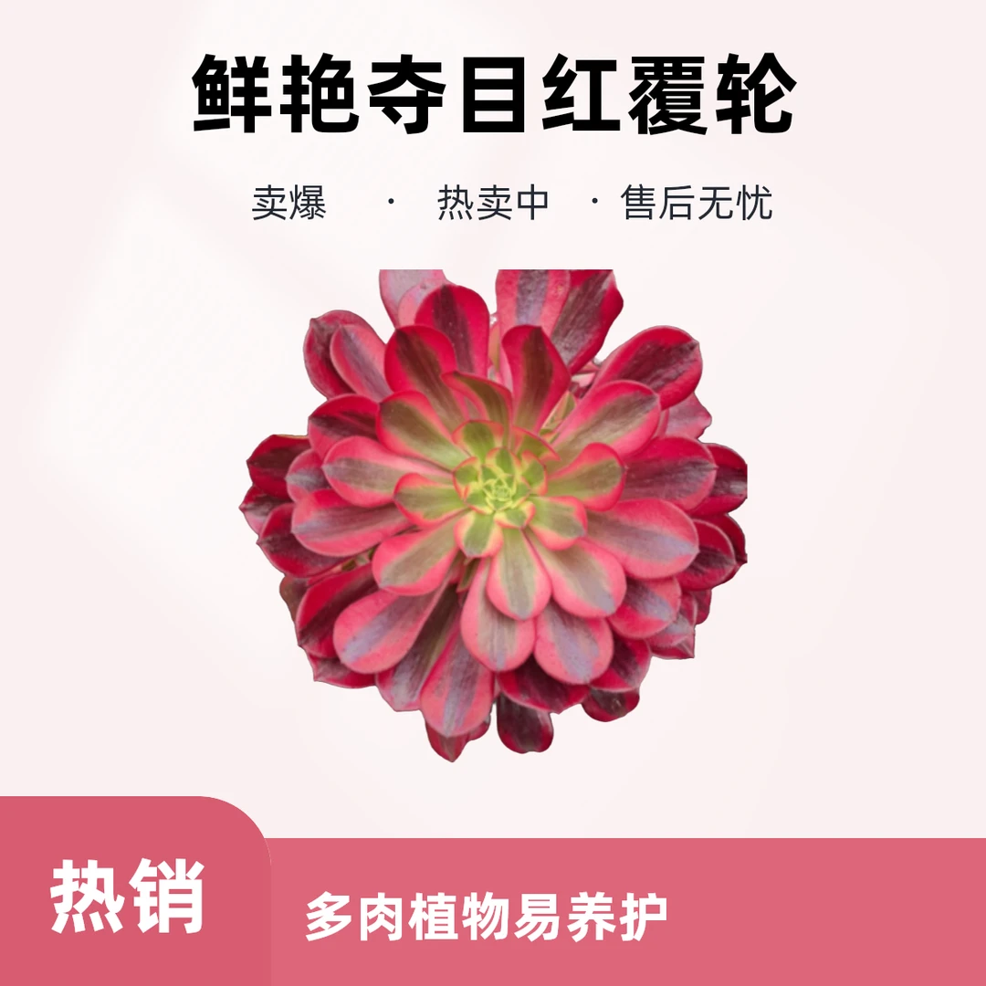多肉美杜莎法师植物高颜值室内阳台绿植懒人好养